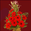 Gorgeous Beauty - Click here to View more details about this Product